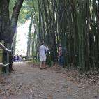 ¿Quién no tiene un bosque de bambú en su finca?