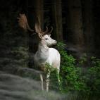 (c) Georg May, Alemania, Categoría Naturaleza y Vida Silvestre, Competición abierta, Sony World Photography Awards. Título de la imagen: Morning Hour (En la mañana) Descripción de la imagen: Un venado blanco entre la niebla de la mañana ...