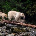 (c) Kyle Breckenridge, Canadá, Categoría Naturaleza y Vida silvestre, Competición abierta, Sony World Photography Awards. Título de la imagen: Dinner Time (Hora de la cena) Descripción de la imagen: La madre y su cachorro son "osos del e...