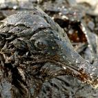 Una gaviota manchada de fueloil en la playa de Doniños (Ferrol, A Coruña).