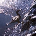 Un ave completamente empapada en chapapote, en la isla de Ons, perteneciente al parque natural de Illas Atl&aacute;nticas.