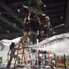 Paleontólogos y científicos del museo y del Instituto Black Hills de Investigación Geológica en Hill City, Dakota del Sur, han trabajado incansablemente durante tres años para recolectar, limpiar y preservar las piezas.