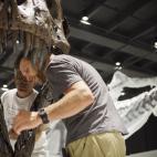 Con los cachorros todavía en el útero, uno de ellos atascado en el canal de parto, se mostrara el fósil de una hembra de ictiosaurio.