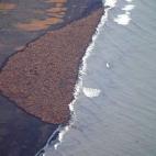 Esta es una de las imágenes que mejor ilustra el cambio climático que se ha agudizado a lo largo de 2014. Son 35.000 morsas que han quedado varadas en Alaska tras haberse visto obligadas a acercarse a la costa por el deshielo. Las morsas neces...