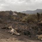 610a381d410000cf9a81d2c5