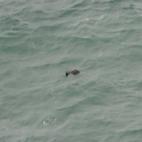 5c8a9a08250000bd05815a73