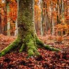A 60 kilómetros de París está este paraíso natural de 25.000 hectáreas de terreno, uno de los lugares donde artistas del siglo XIX como Renoir iban a encontrar inspiración para sus obras. En otoño es una auténtica maravilla. Ver más fo...