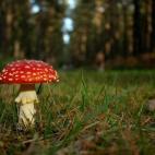 Este bosque situado en la Bretaña es famoso por la leyenda mágica que le rodea y que habla de un hada que pasea entre sus árboles. No sabemos si es posible ver al hada, pero lo que está claro es que pasear por sus caminos puede ser toda una ...