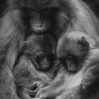 (c) Zikri Teo, Australia, Entry, Open Competition, 2015 Sony World Photography Awards