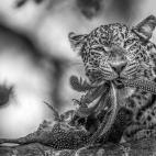 (c) Jaco Marx, Sudáfrica, Entry, Open Competition, 2015 Sony World Photography Awards