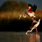 (c) Jiří Míchal, República Checa, Entry, Open Competition, 2015 Sony World Photography Awards