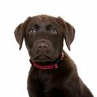 Tamaño: grande Tipo de dueño: activo