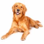 Tama&ntilde;o: grande Tipo de due&ntilde;o: activo