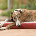 Tama&ntilde;o: grande Tipo de due&ntilde;o: activo