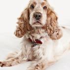 Tama&ntilde;o: medianoTipo de due&ntilde;o: poco activo