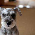 Tama&ntilde;o: mediano Tipo de due&ntilde;o: poco activo