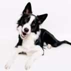 Tama&ntilde;o: mediano Tipo de due&ntilde;o: activo