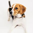 Tama&ntilde;o: mediano Tipo de due&ntilde;o: activo