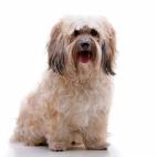 Tama&ntilde;o: peque&ntilde;o Tipo de due&ntilde;o: poco activo