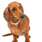 Tama&ntilde;o: peque&ntilde;o Tipo de due&ntilde;o: poco activo