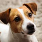 Tama&ntilde;o: peque&ntilde;o Tipo de due&ntilde;o: activo