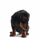 Tama&ntilde;o: peque&ntilde;o Tipo de due&ntilde;o: activo