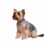 Tama&ntilde;o: enano Tipo de due&ntilde;o: poco activo