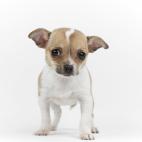 Tama&ntilde;o: enano Tipo de due&ntilde;o: poco activo