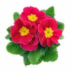 Primavera o prímula