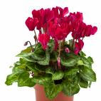 Cyclamen o violeta de Persia