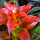 Bromelias