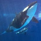 5c8b383b3b000070066d407a