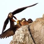 5f880aaa2400001a4fd136c8