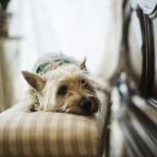 5c8a39aa20000045046ee226