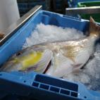 Este es el dent&oacute;n, un pescado muy apreciado de la costa mediterr&aacute;nea.