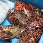 Los compradores valoran el tama&ntilde;o y la frescura de los pescados a la hora de pujar por ellos.