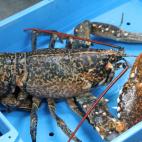 Esta langosta fue una de las grandes estrellas de la subasta.