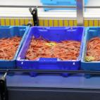 Gambas rojas y quisquillas son una de las apuestas seguras de los pescadores.