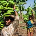Las trabajadoras recolectan bananas durante la cosecha en un campo del distrito de Burhanpur, Madhya Pradesh (India).