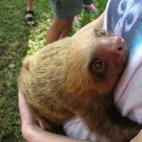 El abrazo del perezoso. - Lucy en Phoenix, Arizona (Shared by The Humane Society of the U.S.) (Image via Flickr)