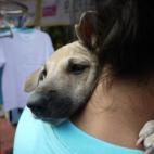 Un abrazo adorable a su dueña. (Image via Flickr)