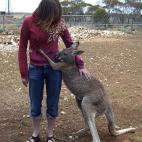 Lucky el canguro solo quiere un poco de amor. (Image via Flickr)