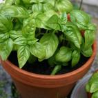 Bien: lugar fresco y húmedo // Mal: lugar frío y seco Normalmente, se recomienda mantener la albahaca según estos dos métodos: 1. Envuelve los tallos con un paño de papel húmedo y mételos en una bolsa de plástico con cierre herméti...