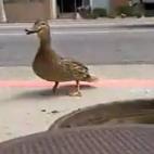 Mamá pato pide ayuda y policías rescatan a sus bebés.