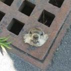 Marmota es rescatada por la Policía de Massachusetts tras quedarse atrapada en una alcantarilla.