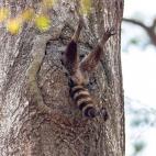 Alex Walker's Serian Creatures on the Land Award