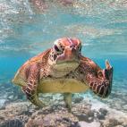 Imagen ganadora - Premio criaturas submarinas