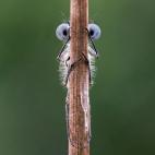 Spectrum Photo Creatures in the Air Award