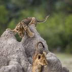 Think Tank Photo Junior Category Winner