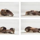 Amazing Internet Portfolio Award